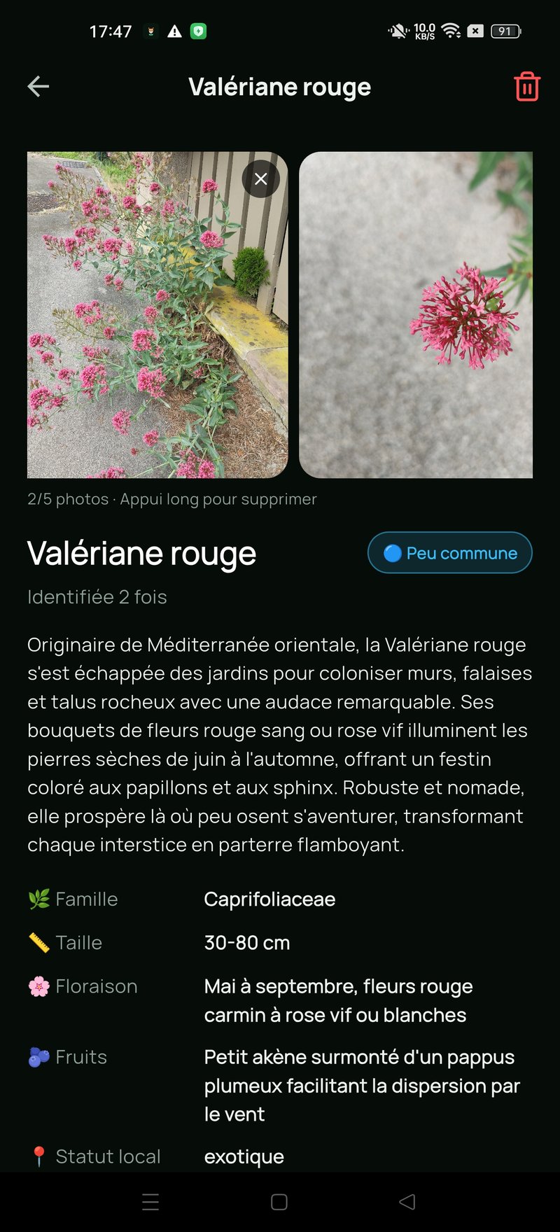 Fiche d'espèce détaillée : photos, rareté et description botanique